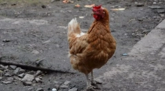 Lahko se šteje za piščančjo ptico